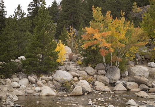 Fall Colors at Rocky Mountain National Park